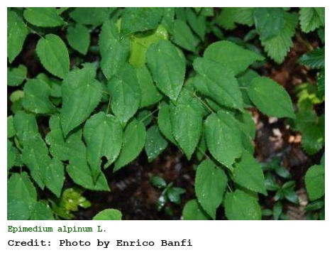 Epimedium alpinum L.